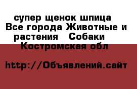 супер щенок шпица - Все города Животные и растения » Собаки   . Костромская обл.